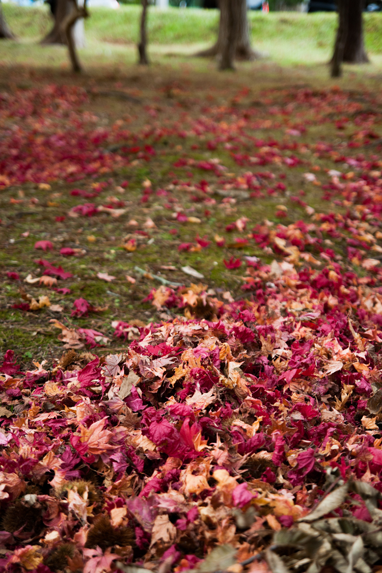 見晴公園で紅葉を探し、季節を見つける