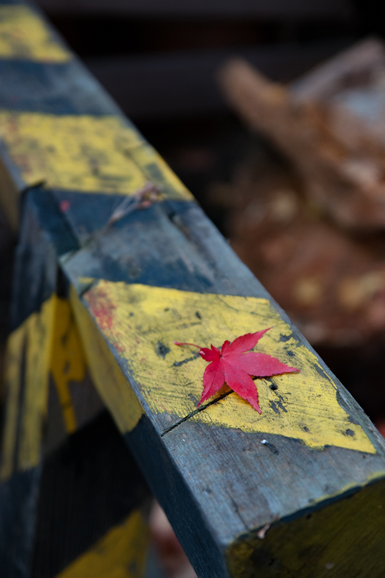 木で作られた工事フェンスに乗っかっている四つ手の紅葉