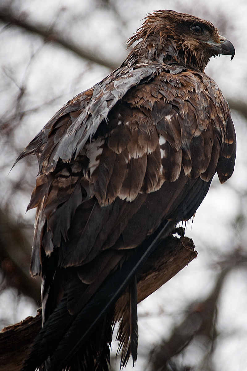 大沼国定公園の鷲