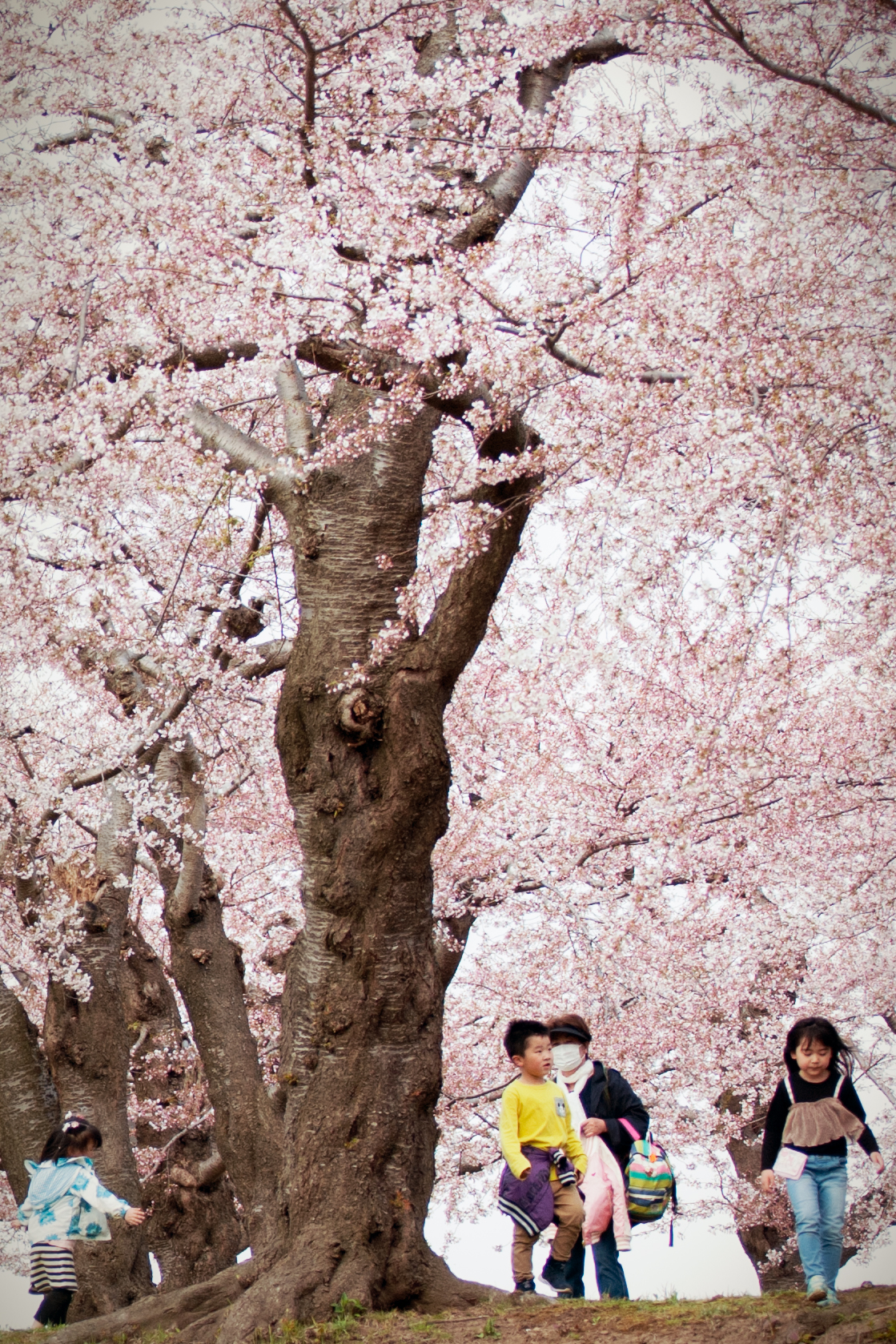 桜の木と子供たち