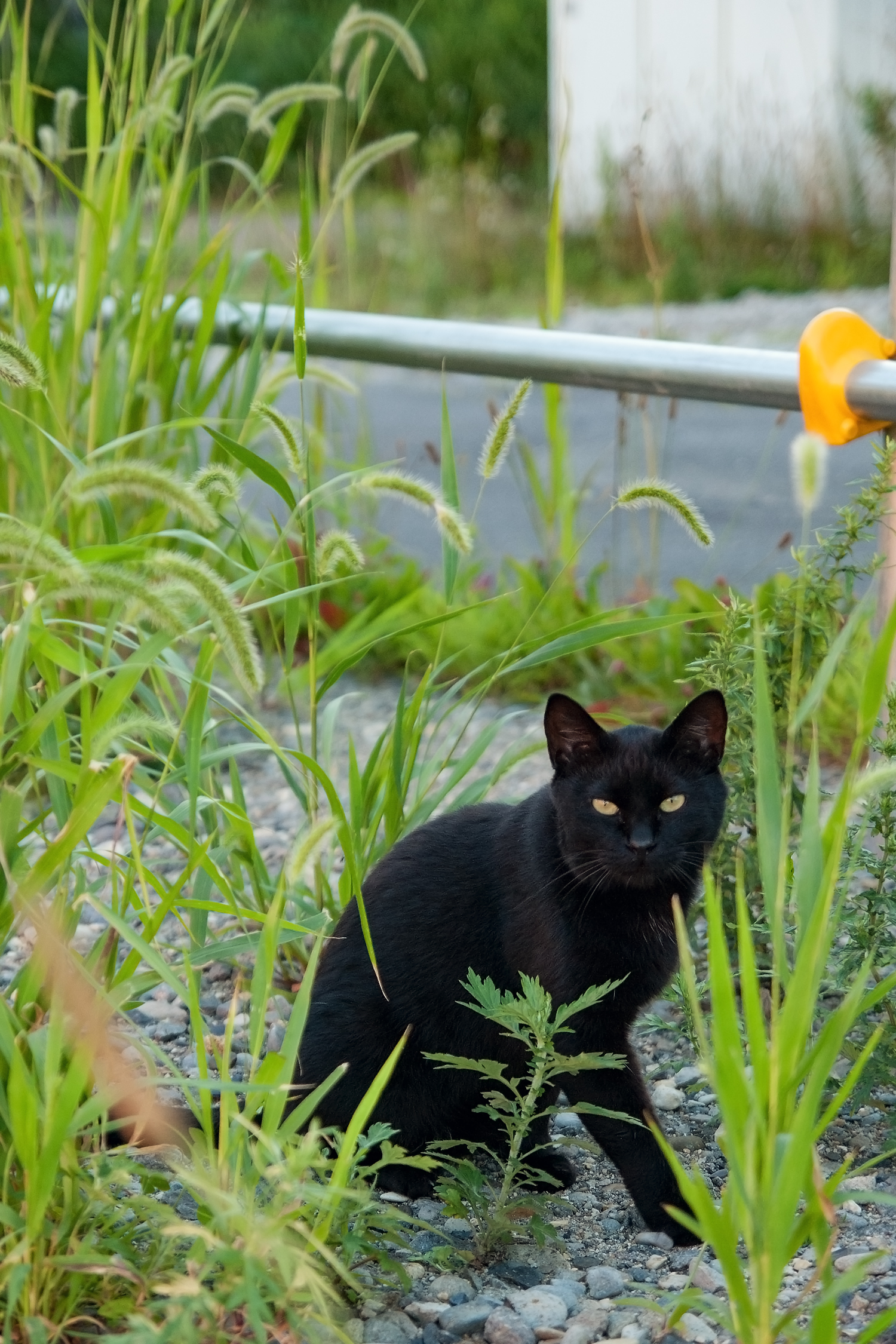 函館西部地区で見かけた黒猫