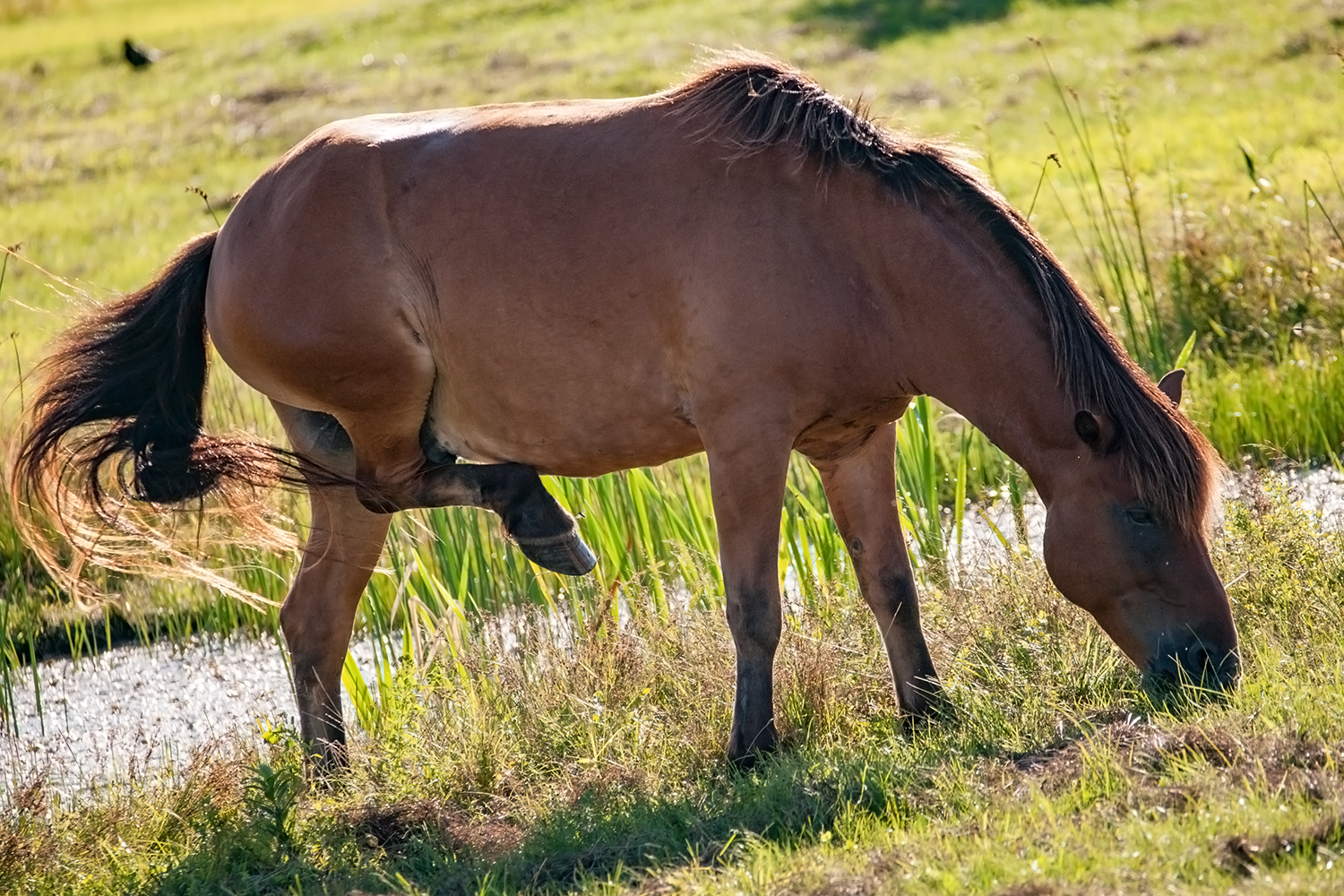 草を食べている馬