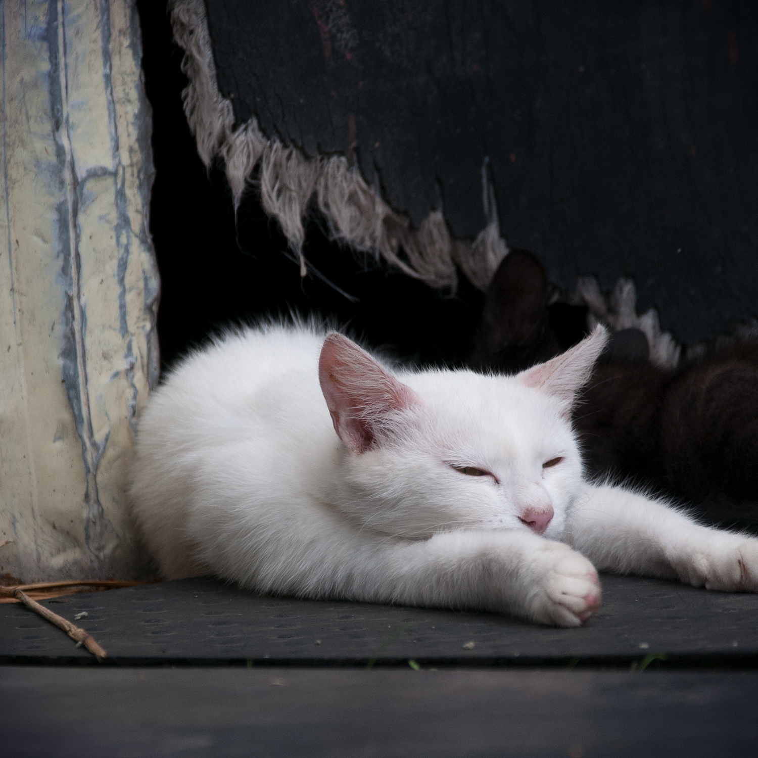 またお昼寝をする白猫