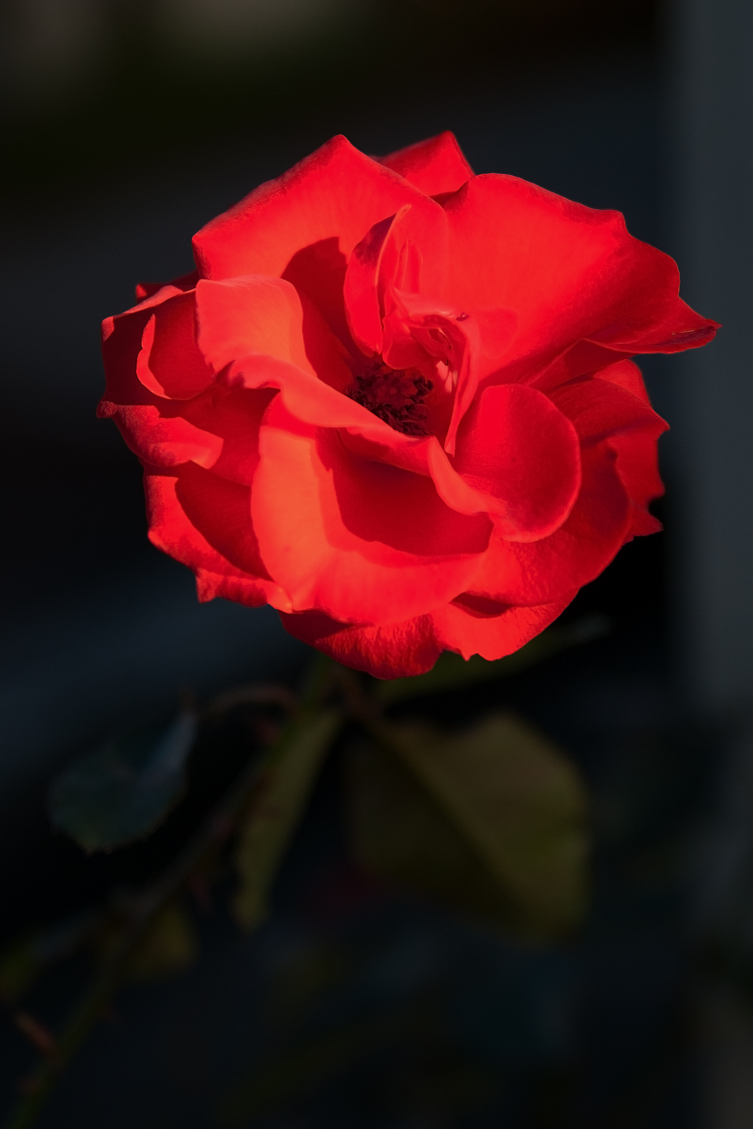 散歩中に見つけた真っ赤なバラ