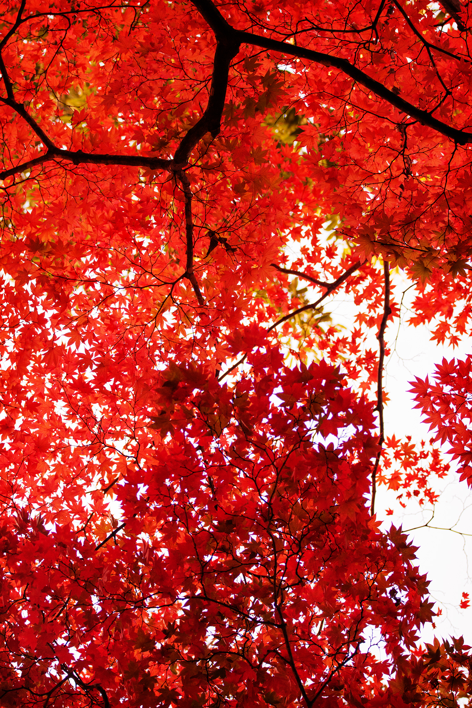 香雪園の紅葉