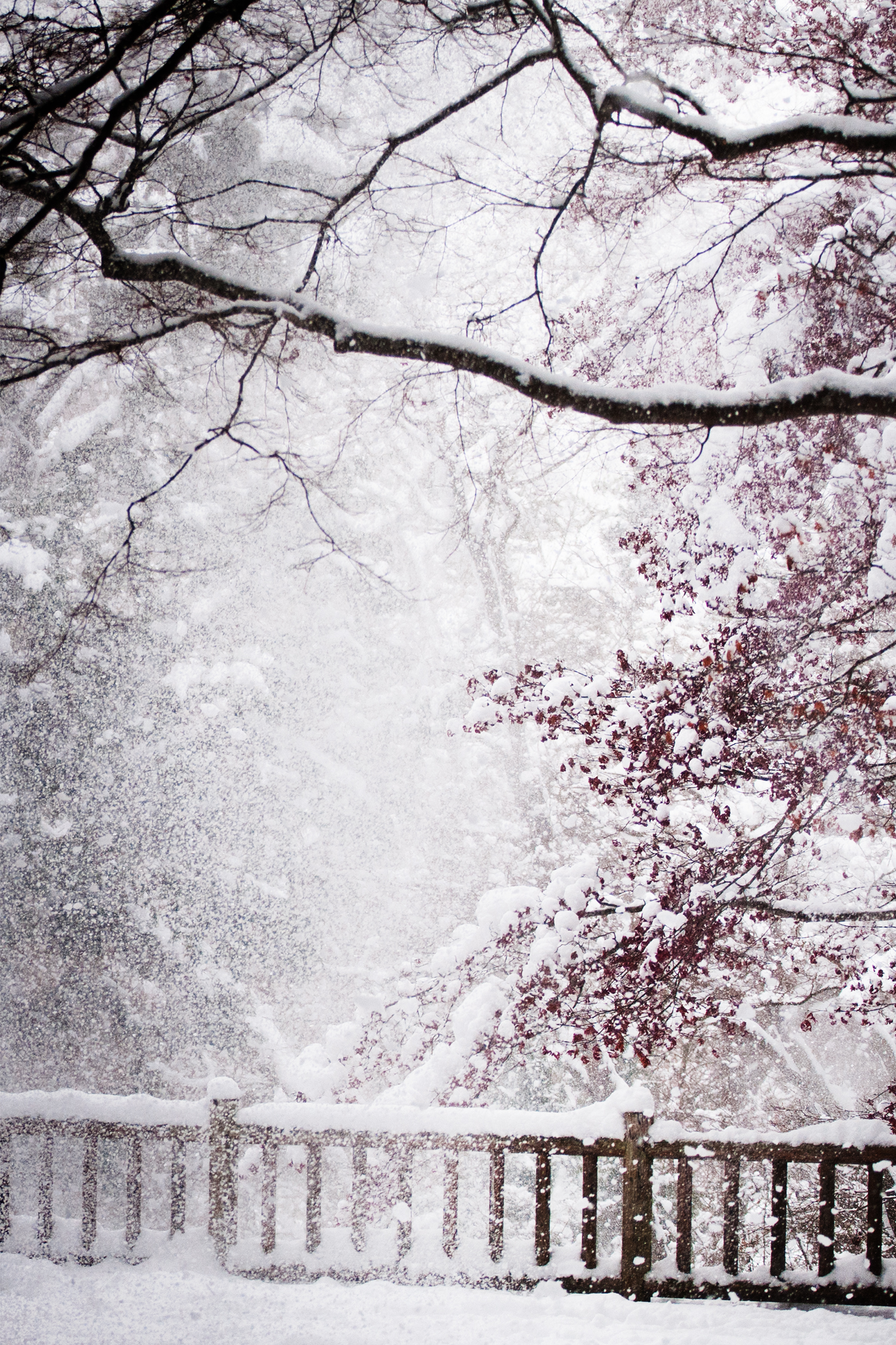 香雪園の雪景色