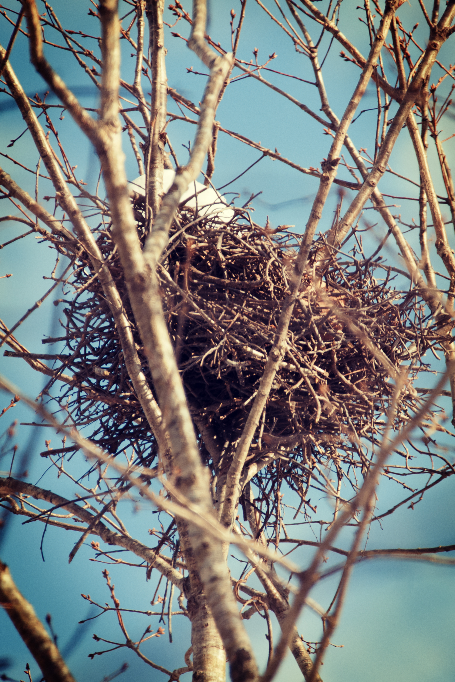 鳥の巣