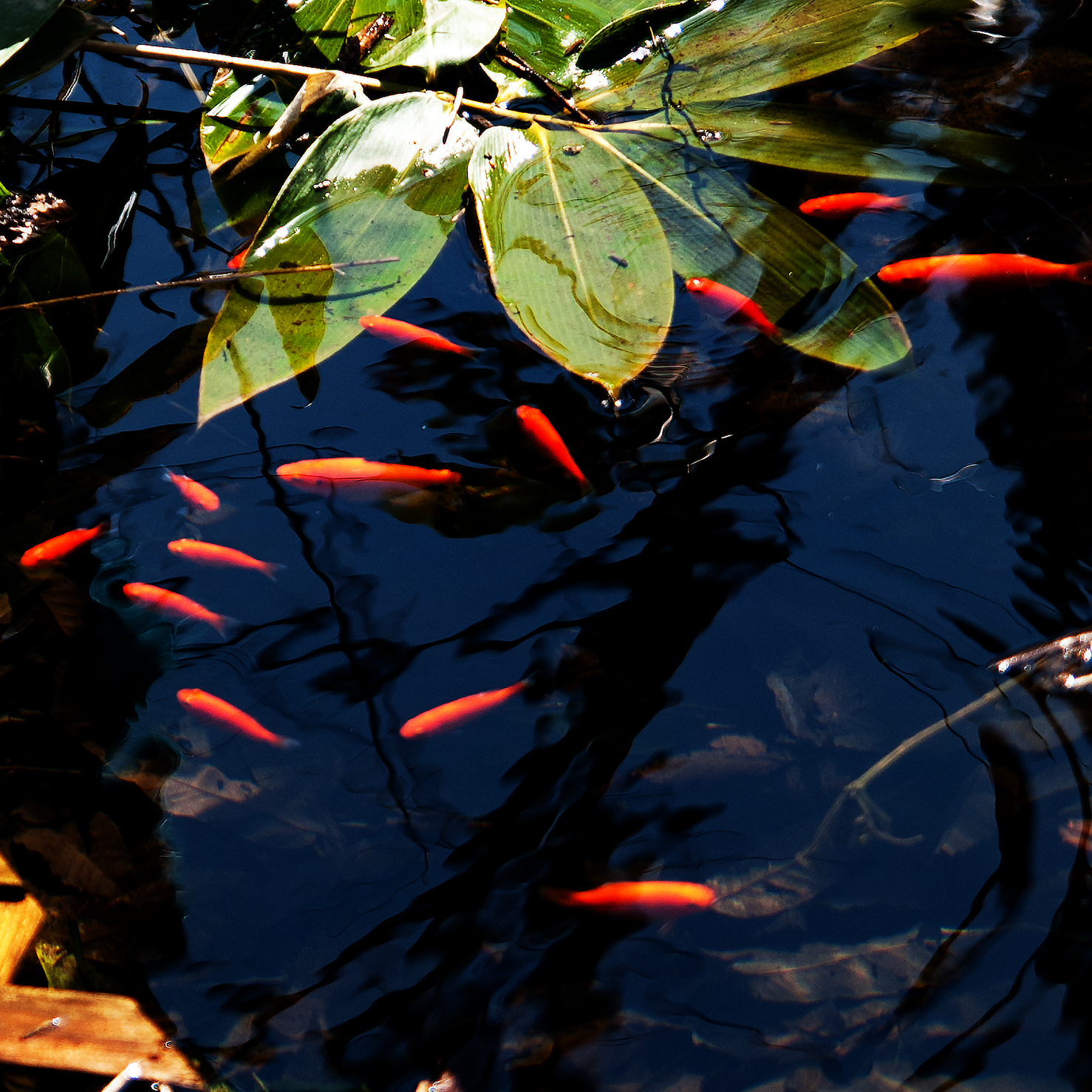 金魚が泳ぐ池