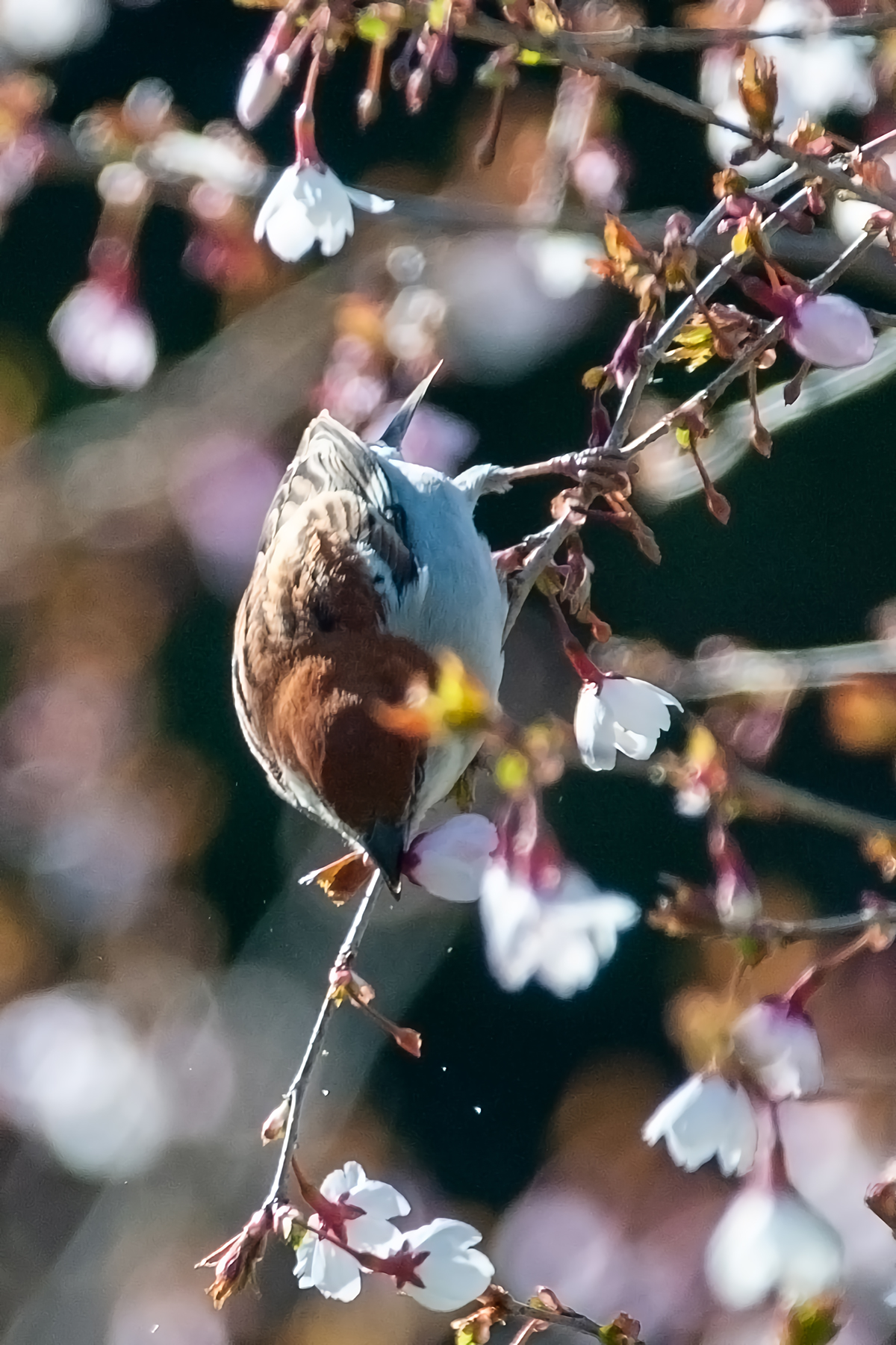 桜を啄む雀