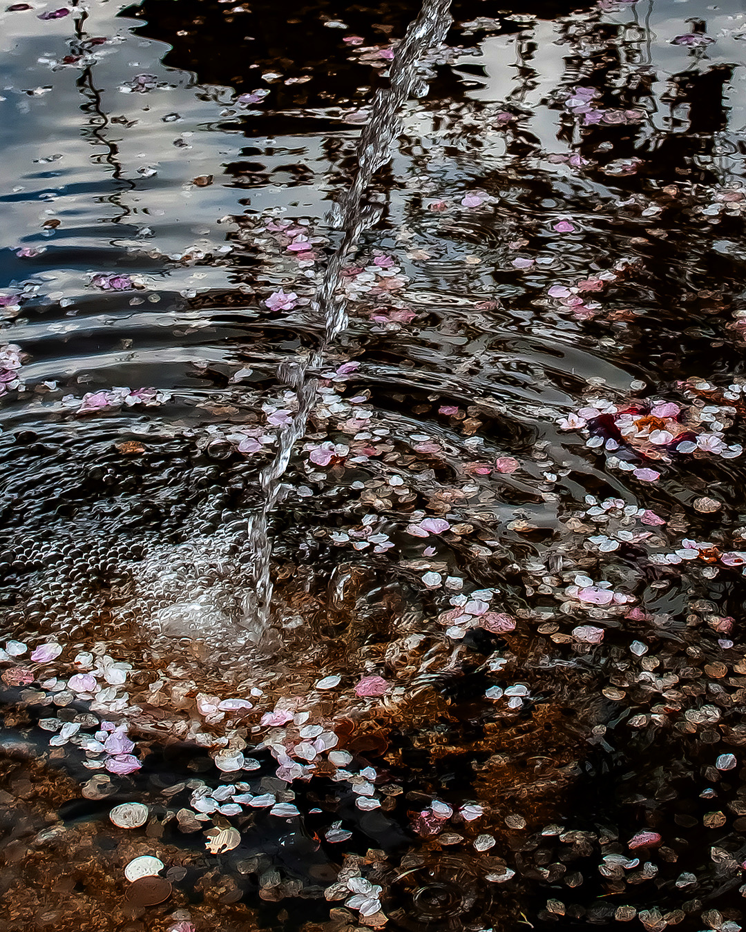 桜と水
